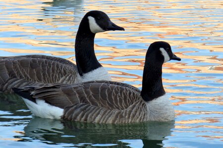 Waterfowl palmiped canada goose