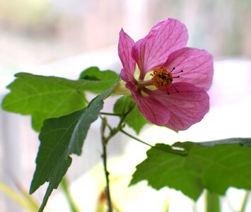 Deck pink flower