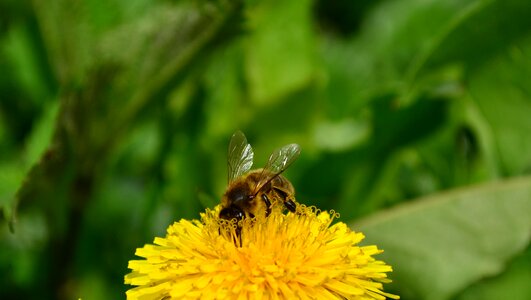 Pollen flower nature
