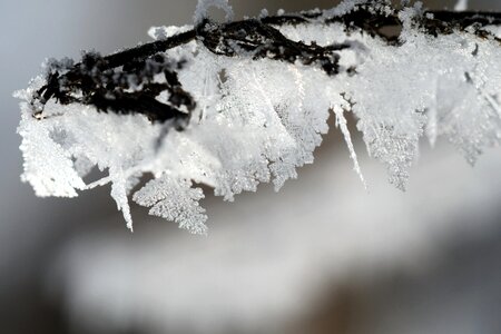 Ice winter magic cold photo