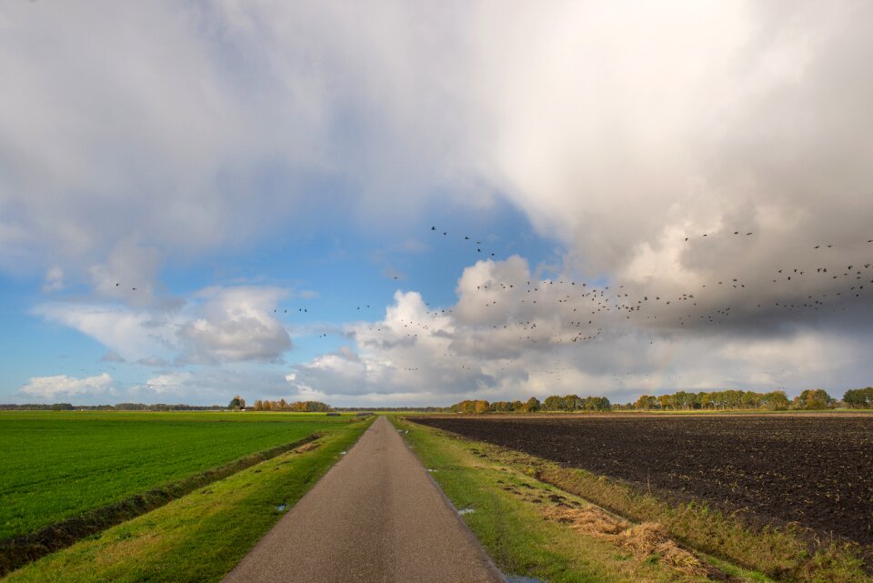Flat netherlands geese