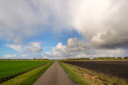 Flat netherlands geese photo