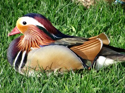 Plumage shades colorful