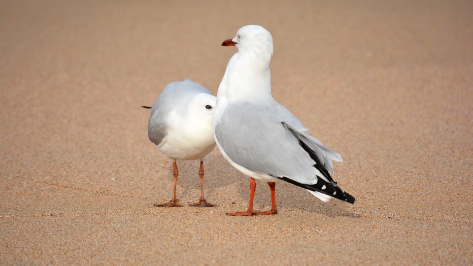 Seabird common gull beach photo