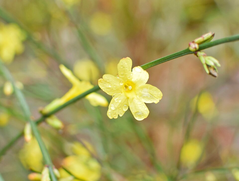 Ornamental blossom bloom