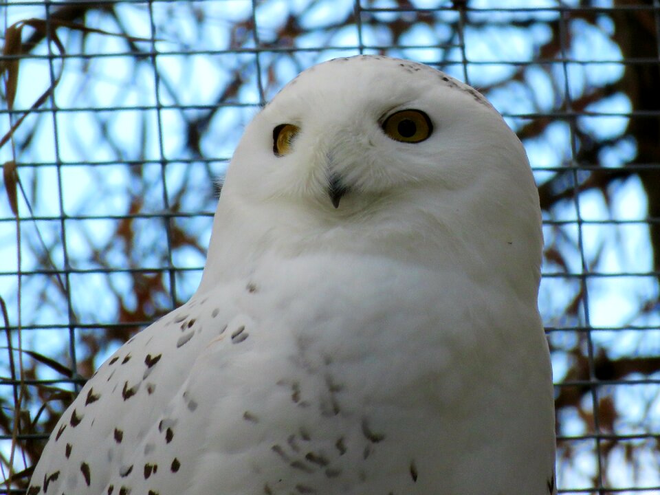 Zoo feathers gray owl