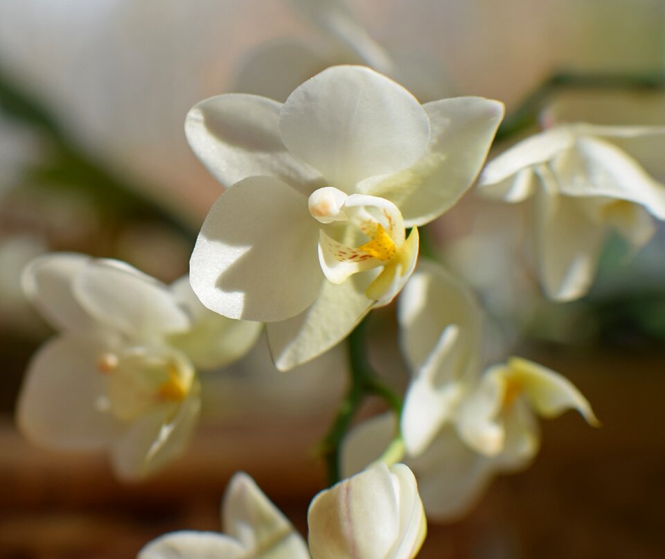 Yellow white pot plant