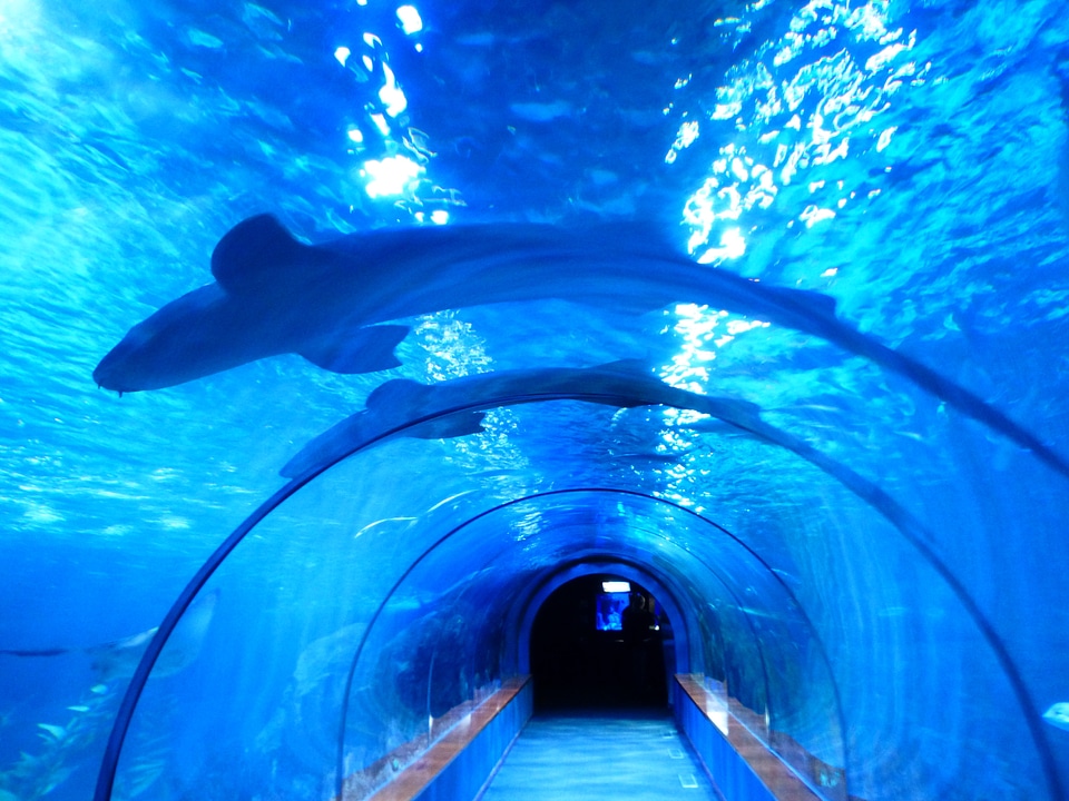 Tunnel underwater shark tank