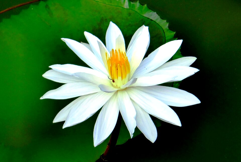 Blossom bloom teichplanze