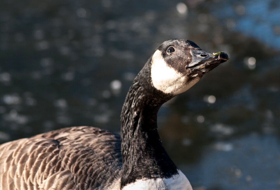 Goose bird frozen lake