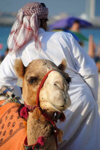 Orient camel sheikh photo