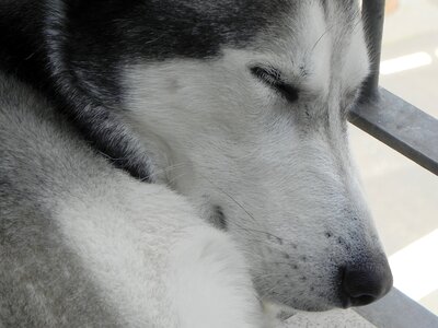 Dog siberian husky tired