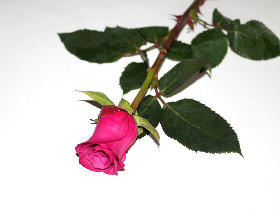 Flower red rose love