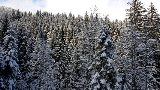 Winter austria trees