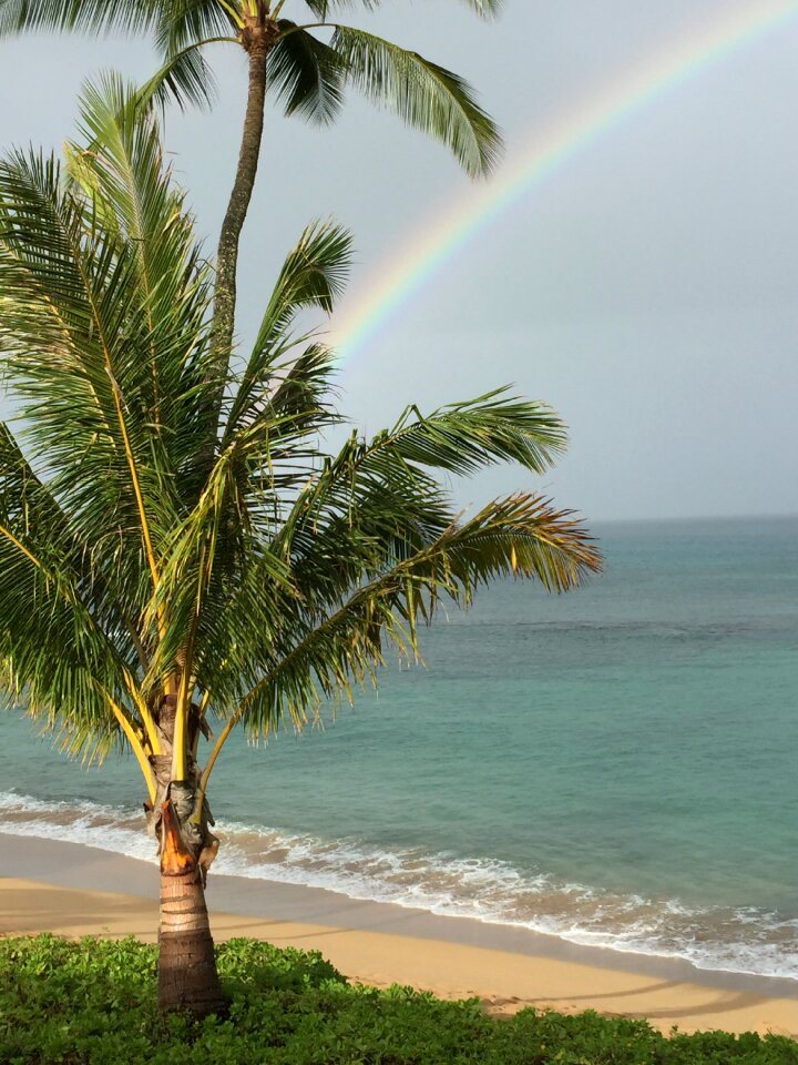 Maui rainbow