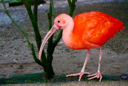 Red new ibis pink feather photo