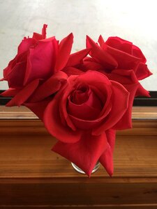 Roses heart