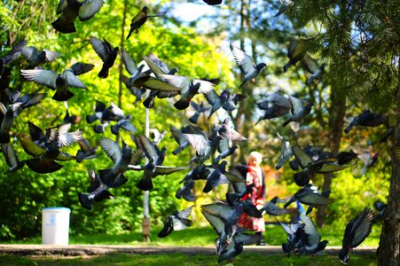 Flying birds ruse park