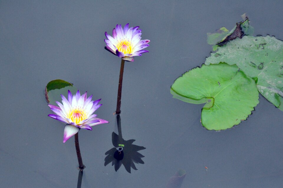 Lily nature plant