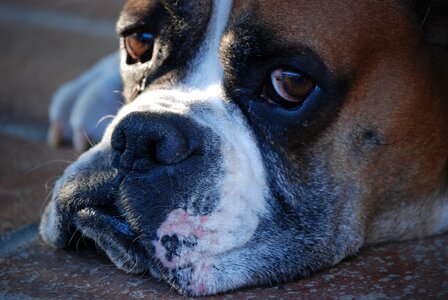 Pet look boxer photo