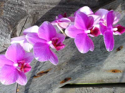 Orchids orchid flower flowers
