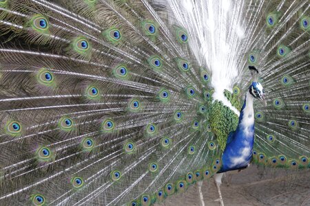 Bird feather iridescent