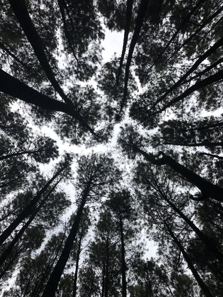 Nature black and white