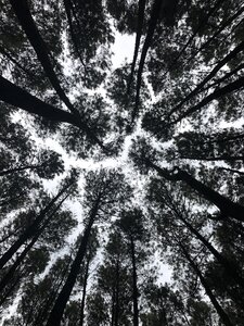 Nature black and white