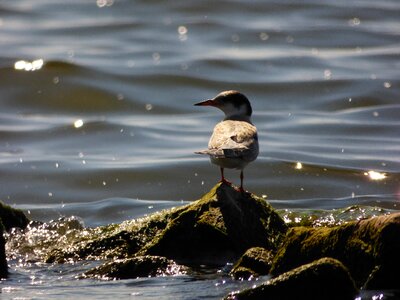 Sea seagull water