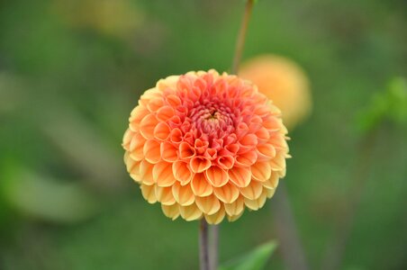 Flower late summer blossom photo