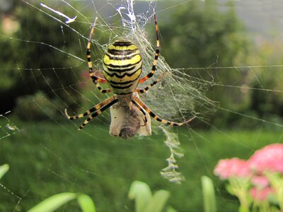 Wasp spider web prey