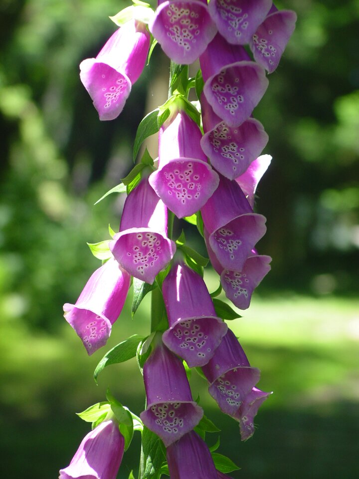 Hanging clock flower flower when the bell