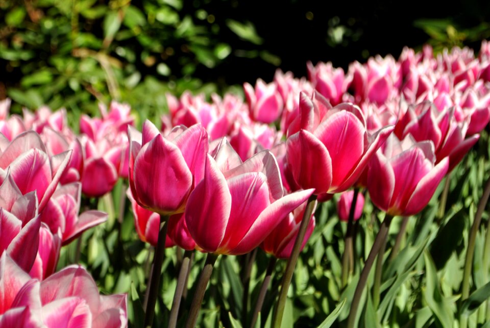 Flowers nature bed