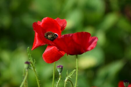 Poppy flower summer red