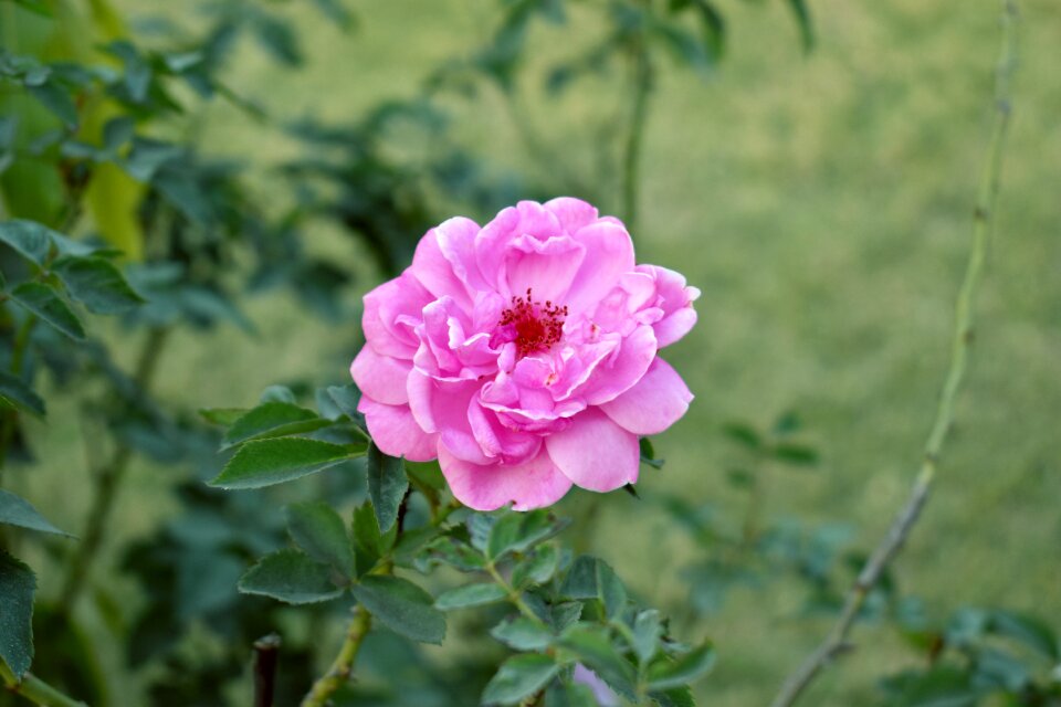 Nature floral pink