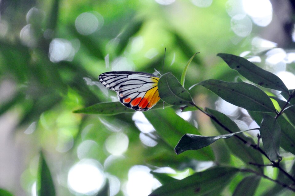 Summer insect wild