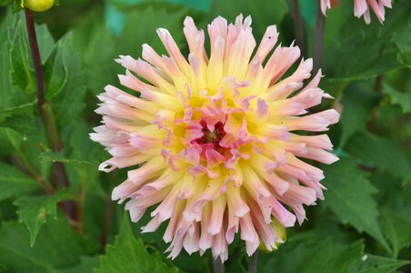 Late summer flower flora