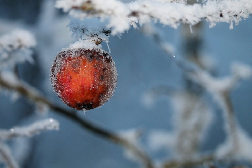 Aesthetic winter icy