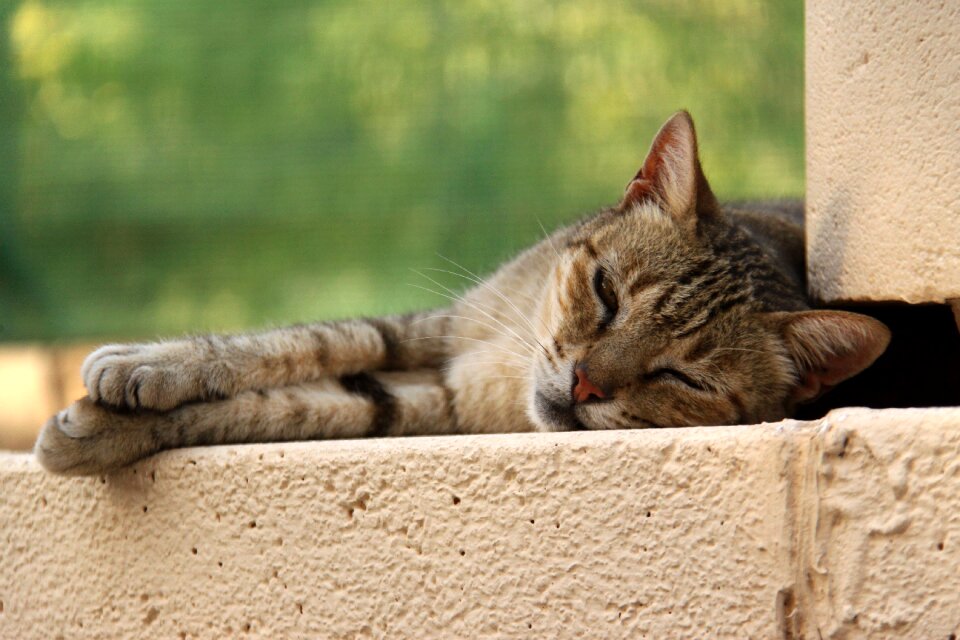 Rest feline animal