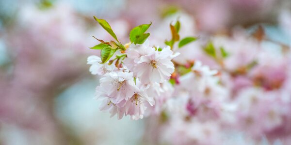 Cherry tree blossom pink