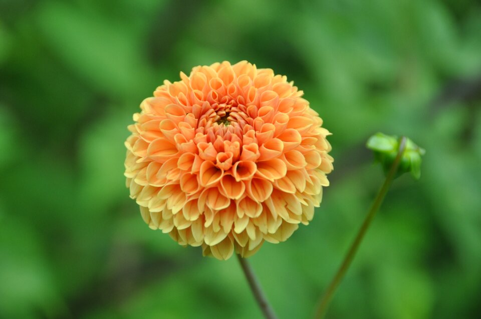 Dahlia garden flower plant