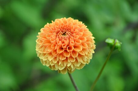 Dahlia garden flower plant photo