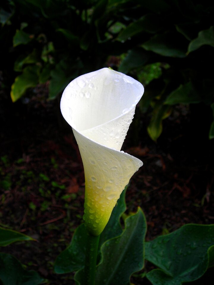 Spathe white flower