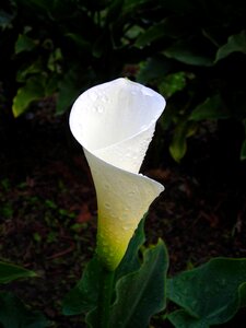 Spathe white flower