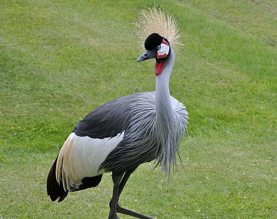 Crested zoo grey feathers