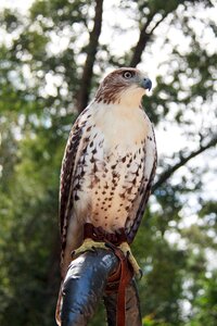 Raptor animal avian