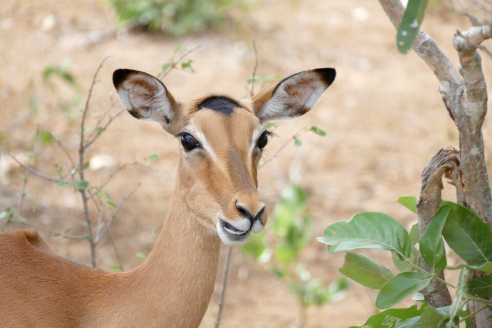 Wild antelope kruger