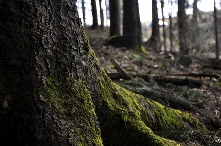 Gloomy nature trees