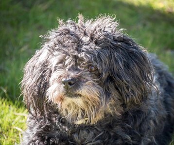Animals pets puppy