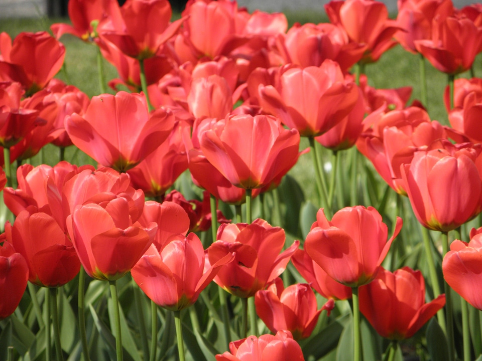 Flower red poppy